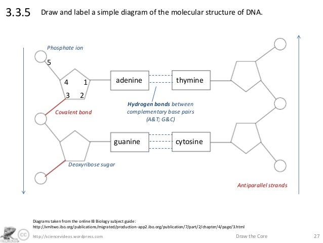 30 label the dna molecule labels